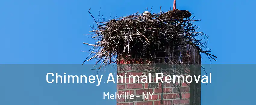  Chimney Animal Removal Melville - NY