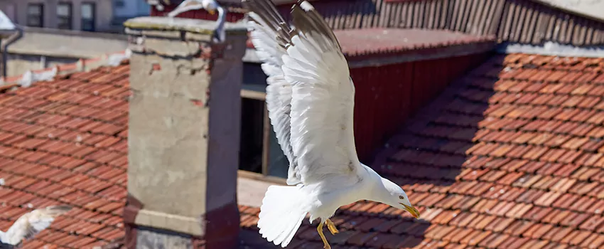 Residential Chimney Animal Removal Solution in Melville, NY