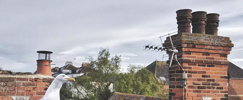 Chimney Cleaning And Restoration in Melville, New York